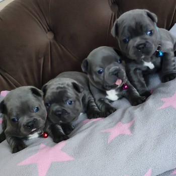 Cuccioli bulldog francese blu con pedigree.