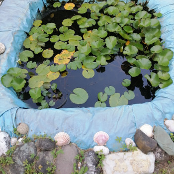 PIANTE ACQUATICHE:NINFEE 