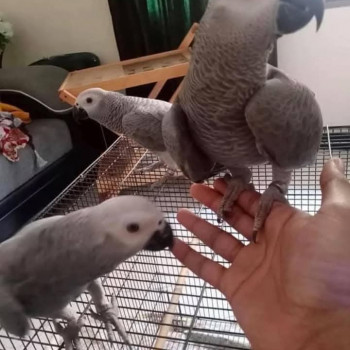 graziosi pappagalli cenerini in cerca della loro casa per sempre.
