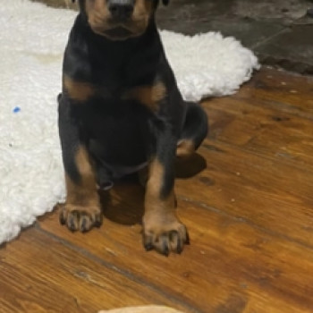 Meravigliosi cuccioli di dobermann