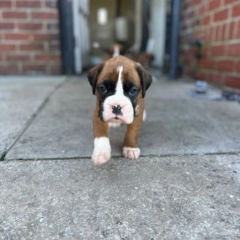 Meravigliosi Dolci cuccioli di Boxer