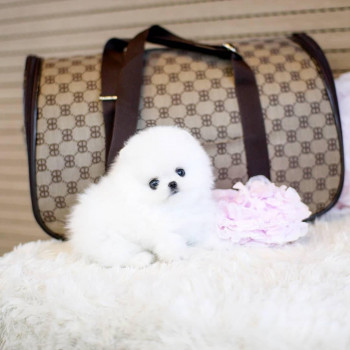 Bellissimi cuccioli di Pomerania Teacup bianchi in vendita