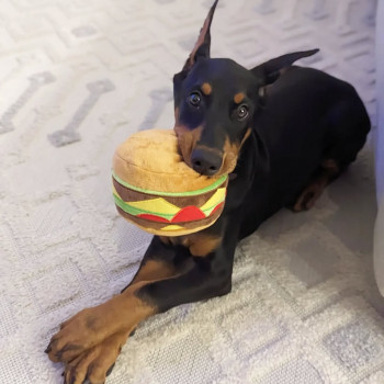 Cuccioli di Doberman Pinscher super fantastici. 