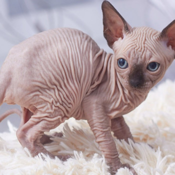 Sphynx kittens