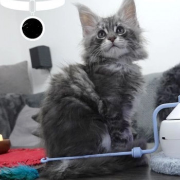 Splendidi gattini maine coon