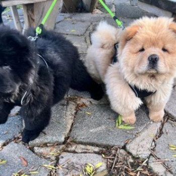 Bellissimi cuccioli di Chow chow bianci e neri