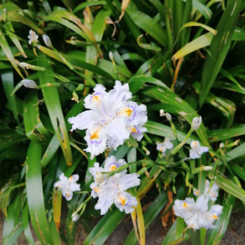 IRIS JAPONICA "FIORE FARFALLA" 