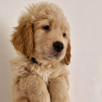 Eccezionali cuccioli golden retriever