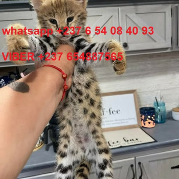 Sono disponibili gattini Savannah F1 e F2.