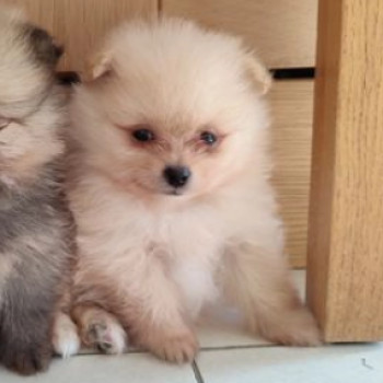 Meravigliosi cuccioli di Pomerania