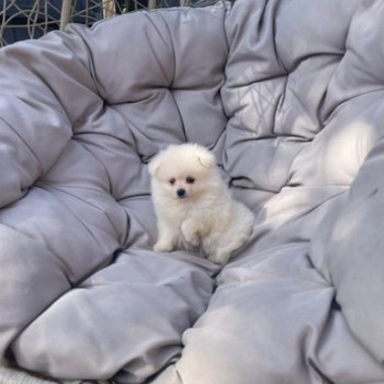 Meravigliosi Dolci cuccioli di pomerania