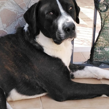 Cagnolino in cerca di Adozione 