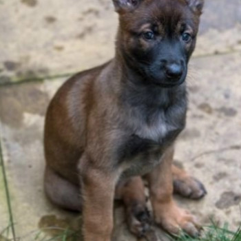 Cuccioli di pastore Malinois robusti e intelligenti