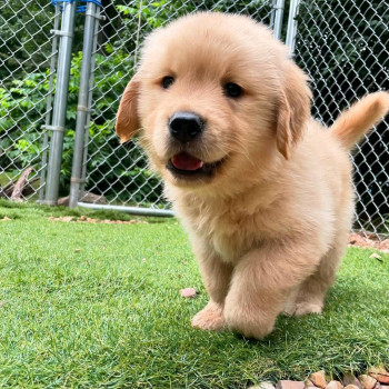 golden retriever puppies for sale