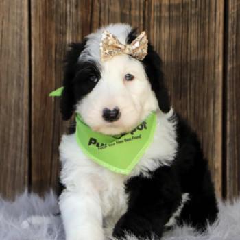 Cuccioli di Sheepadoodle in cerca di adozione