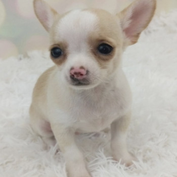 Adorabili cuccioli di Chihuahua in vendita