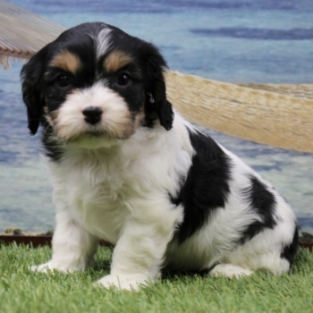 Cuccioli di Cavachon in vendita