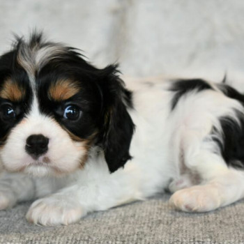 Cuccioli di Cavalier King Charles Spaniel in adozione, maschi e femmine