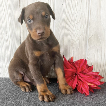 Cuccioli di Dobermann in vendita - Maschi e femmine