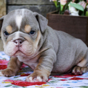 Cuccioli di Bulldog Inglese in Adozione