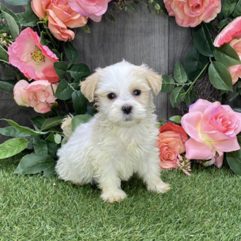 Adorabili cuccioli di Bichon Havanese in adozione, maschi e femmine