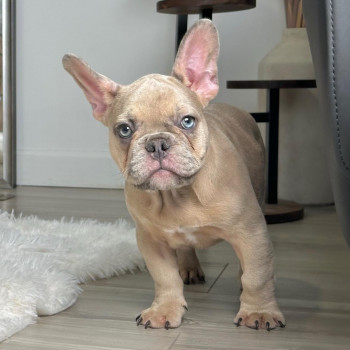 Cucciolo di Bulldog Francese Maschio in Adozione
