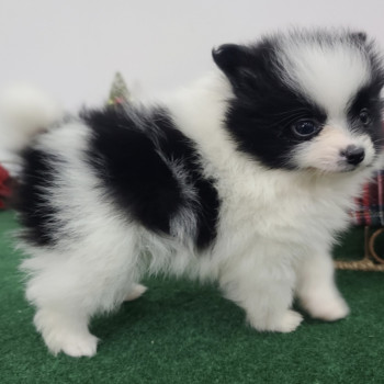 Cuccioli di Pomerania adottabili