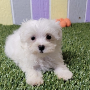 Adorabili cuccioli di Maltese disponibili per l'adozione!