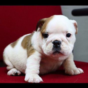 Cuccioli di Bulldog inglese