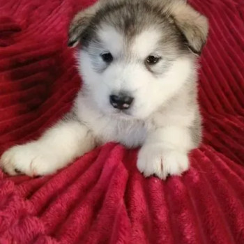 Dolcissimi Meravigliosi cuccioli Alaskan Malamute