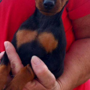 Bellissimi cuccioli di pinscher