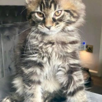 splendidi dolcissimi Gattini Maine coon