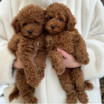 cuccioli di barboncino toy carini e adorabili