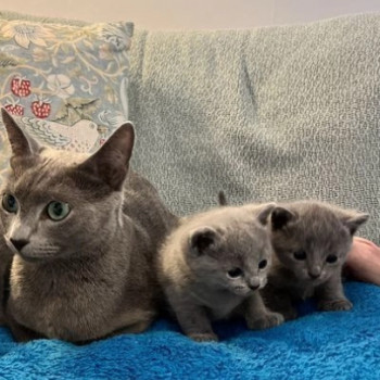 Meravigliosi gattini di Blue russia