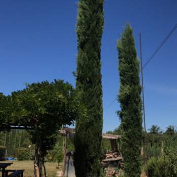 Villa in vendita a Bucine (Arezzo)