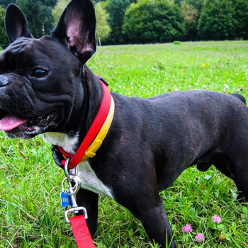 Cuccioli di Bulldog francese pronti per l'adozione