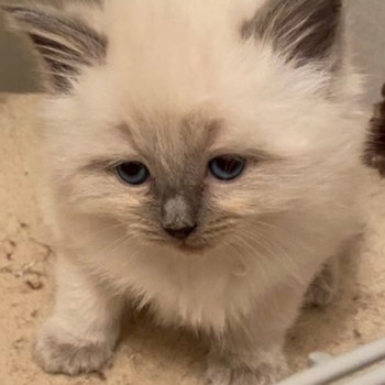 Bellissimi gattini di Ragdoll