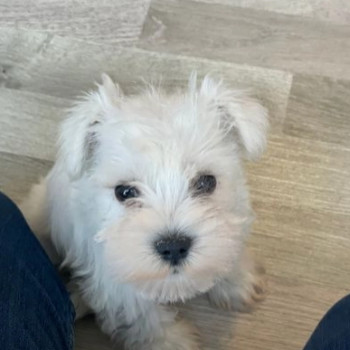 Meravigliosi cuccioli Schnauzer