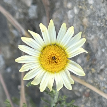 Ci sono