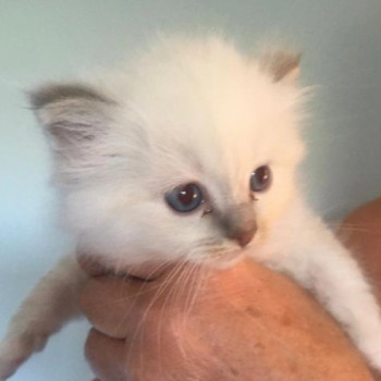 Bellissimi gattini sacro di Birmania