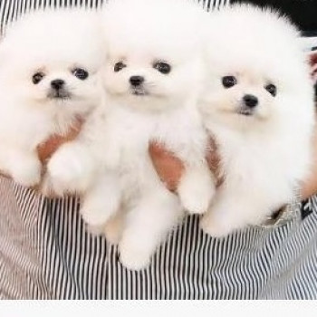 Cuccioli di Pomerania di razza pura