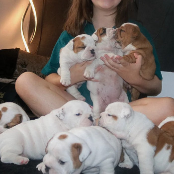 Cuccioli di Bulldog Inglese di Alta Qualità, pronti per nuove case