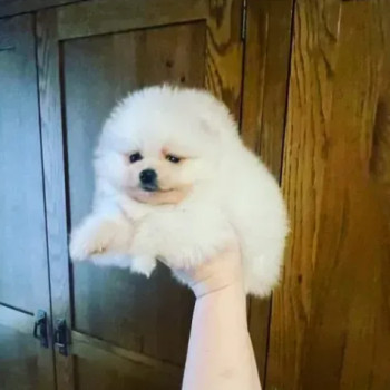 Stupendi cuccioli di Pomerania