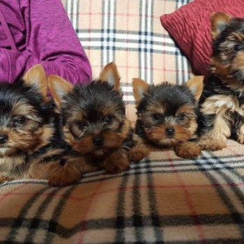 Cuccioli di Toy Yorkshire Terrier in regalo, WhatsApp:  34 613372697