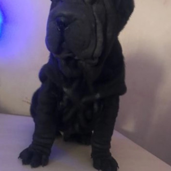 Meravigliosi Eccezionali cuccioli Shar pei