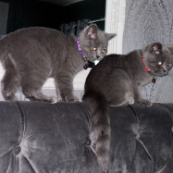 Dolcissimi gattini British Blue