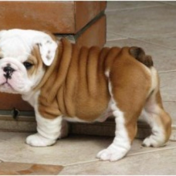 English Bulldog Puppies
