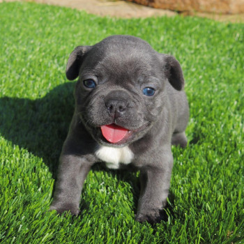 cuccioli di bulldog francese