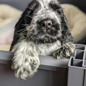 Bellissimi cuccioli di cocker spaniel