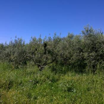 Terreno in vendita a Eboli (Salerno)